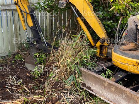 would a skid steer dig out bamboo roots|Warning .bamboo .